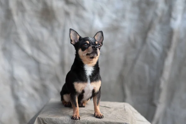 Bright color hair chihuahua dog sit relax studio shot on white background — Stock Photo, Image