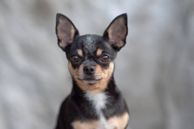 parlak renkli saçlı chihuahua köpeği otur rahatla stüdyoda beyaz arka planda çekim yap