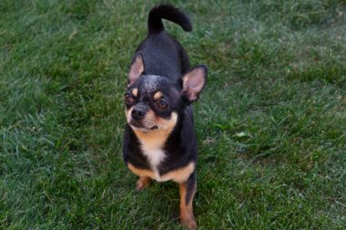 A black and tan purebred Chihuahua dog puppy standing in grass outdoors and staring focus on dog's face.