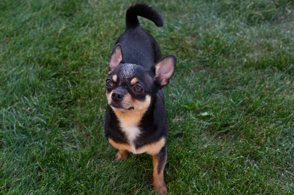 Chiot Chihuahua de race noire et bronzée debout dans l'herbe à l'extérieur et fixant le visage du chien . — Photo