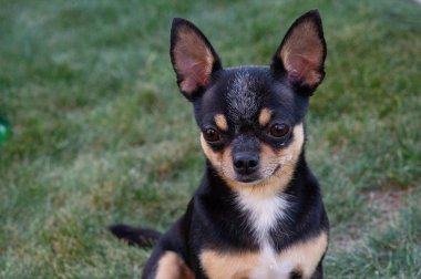 A black and tan purebred Chihuahua dog puppy standing in grass outdoors and staring focus on dog's face.