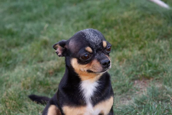 Ein schwarz-roter reinrassiger Chihuahua-Hundewelpe, der im Gras im Freien steht und konzentriert auf das Gesicht des Hundes starrt. — Stockfoto