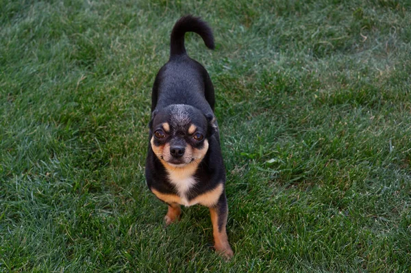 Een zwart en bruin raszuivere Chihuahua hond puppy die buiten in gras staat en naar het gezicht van de hond staart. — Stockfoto