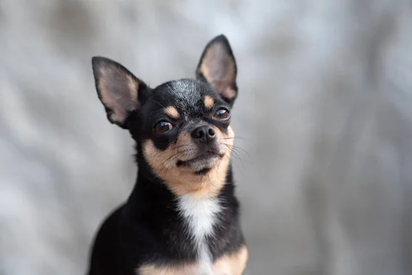 Helle Farbe Haar Chihuahua Hund sitzen entspannen Studio auf weißem Hintergrund aufgenommen — Stockfoto