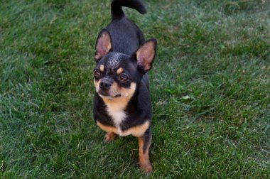 A black and tan purebred Chihuahua dog puppy standing in grass outdoors and staring focus on dog's face.