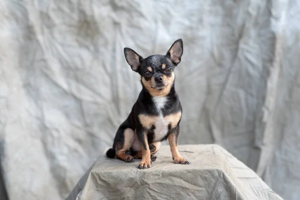 明るい色の髪Chihuahua犬は、白の背景に撮影リラックススタジオに座る — ストック写真