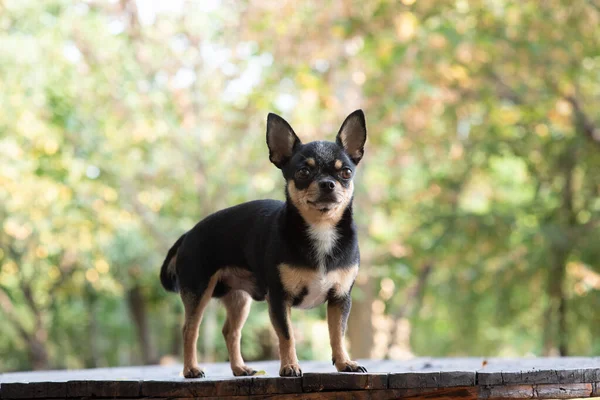 Chihuahua siedzi na ławce. Pretty Brown pies chihuahua stoi i stoi w aparacie. — Zdjęcie stockowe