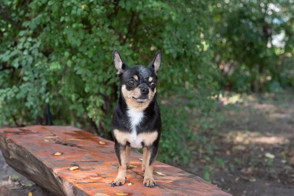 Chihuahua bankta oturuyor. Pretty kahverengi chihuahua köpek ayakta ve kamera bakan. — Stok fotoğraf