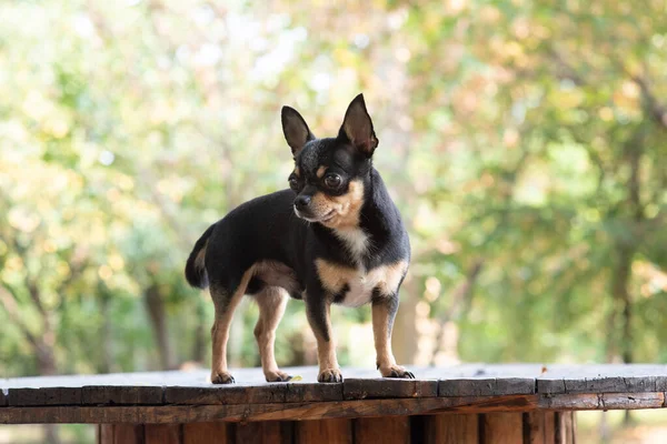 Chihuahua is sitting on the bench. Pretty brown chihuahua dog standing and facing the camera. — Stock Photo, Image