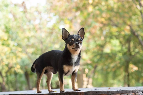 Chihuahua está sentado no banco. Muito marrom chihuahua cão de pé e de frente para a câmera . — Fotografia de Stock