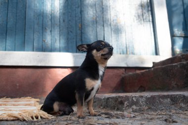 Chihuahua bankta oturuyor. Pretty kahverengi chihuahua köpek ayakta ve kamera bakan.