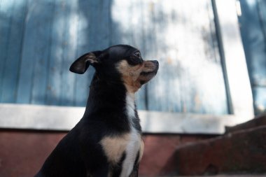 Chihuahua bankta oturuyor. Pretty kahverengi chihuahua köpek ayakta ve kamera bakan.