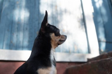 Chihuahua bankta oturuyor. Pretty kahverengi chihuahua köpek ayakta ve kamera bakan.