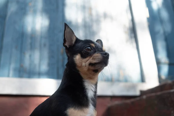 Chihuahua bankta oturuyor. Pretty kahverengi chihuahua köpek ayakta ve kamera bakan. — Stok fotoğraf