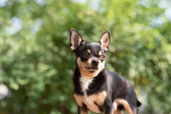 Chihuahua is sitting on the bench. Pretty brown chihuahua dog standing and facing the camera. — Stock Photo, Image