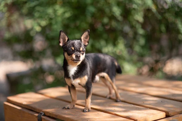 Чихуахуа сидит на скамейке. Довольно коричневая чихуахуа собака стоит и смотрит в камеру . — стоковое фото
