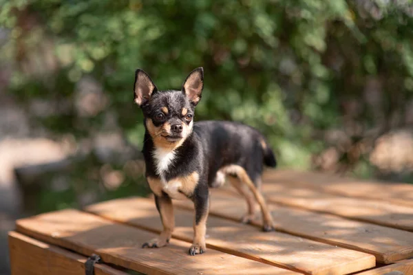 Chihuahua ül a padon. Elég barna Chihuahua kutya állt, és szemben a kamera. — Stock Fotó