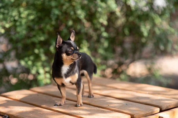 Chihuahua bankta oturuyor. Pretty kahverengi chihuahua köpek ayakta ve kamera bakan. — Stok fotoğraf