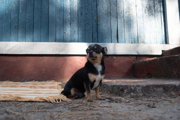 Chihuahua duduk di bangku cadangan. Anjing Chihuahua cantik berdiri dan menghadap kamera . — Stok Foto