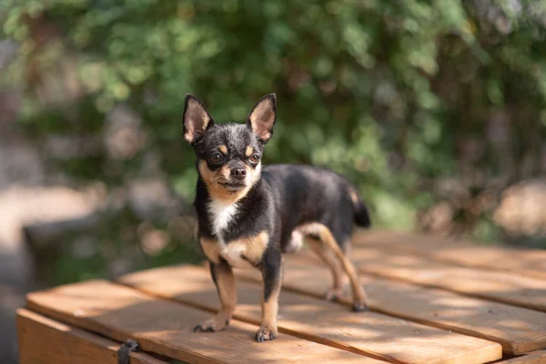 Chihuahua è seduto sulla panchina. Piuttosto marrone cane chihuahua in piedi e di fronte alla fotocamera . — Foto Stock