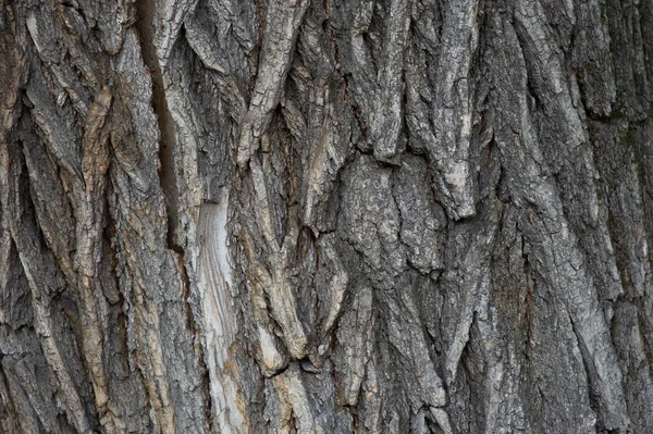 bark of tree texture. Wood bark texture