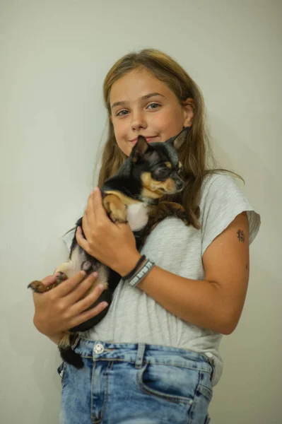 Bella ragazza caucasica con i capelli lunghi che tengono piccolo cane chihuahua beige, ritratto, sfondo bianco — Foto Stock