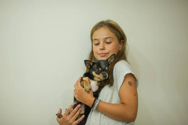 Schöne kaukasische Mädchen mit langen Haaren hält kleine beige Chihuahua-Hund, Porträt, weißer Hintergrund — Stockfoto