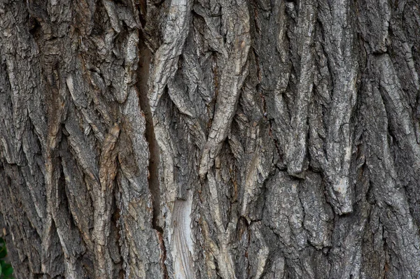 Кори деревної текстури. Текстура дерев'яної кори — стокове фото