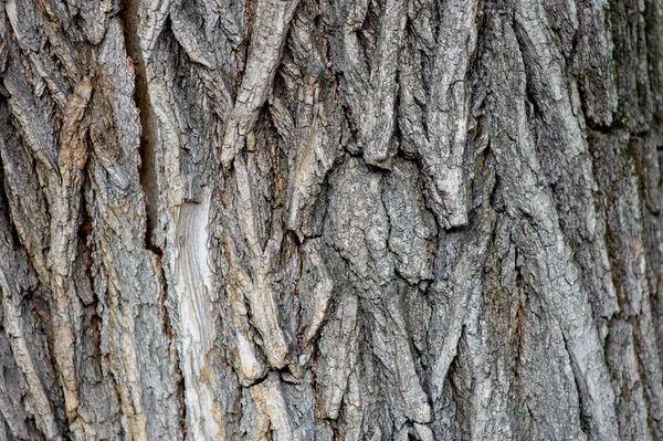 bark of tree texture. Wood bark texture
