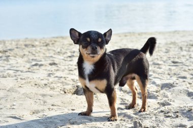 Chihuahua köpek cinsi. Nehirde şirin bir yavru köpek portresi. Vahşi köpek siyah, kahverengi ve beyaz yüzer.