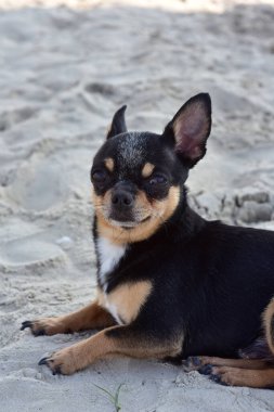 Chihuahua köpek cinsi. Nehirde şirin bir yavru köpek portresi. Vahşi köpek siyah, kahverengi ve beyaz yüzer.