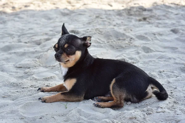 Rasa de câini Chihuahua. portretul unui cățeluș drăguț de rasă pură chihuahua în râu.Câine brutal înoată negru și maro și alb — Fotografie, imagine de stoc