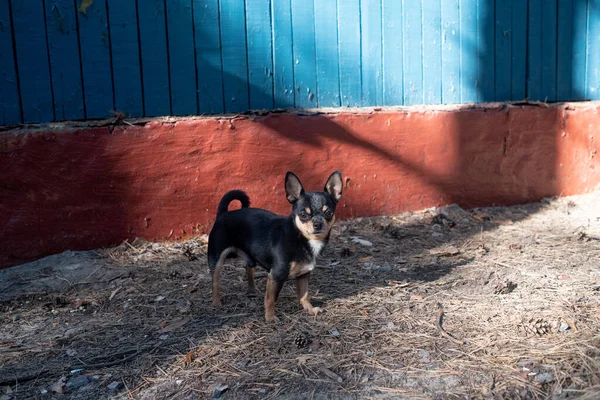 Chihuahua zit op de Bank. Mooie bruine Chihuahua hond staande en geconfronteerd met de camera. — Stockfoto