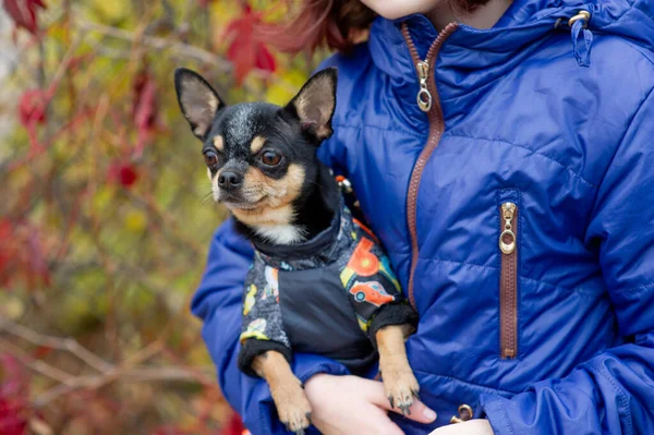 Mały pies chihuahua w rękach dziewczyny. Chihuahua pies w ramionach swojej kochanki — Zdjęcie stockowe