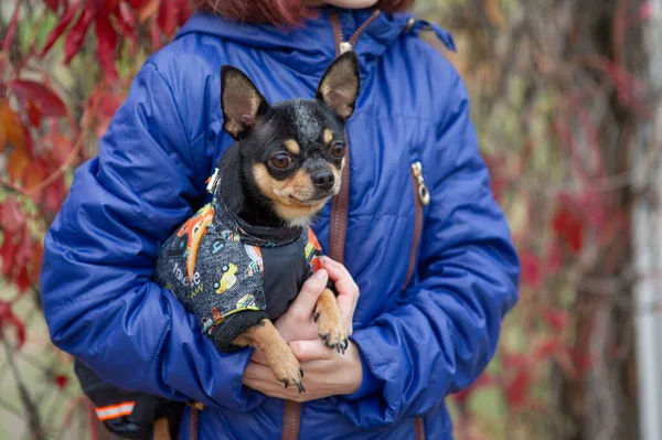 Küçük köpek chihuahua kızın ellerinde. Sahibesinin kollarında Chihuahua köpeği — Stok fotoğraf