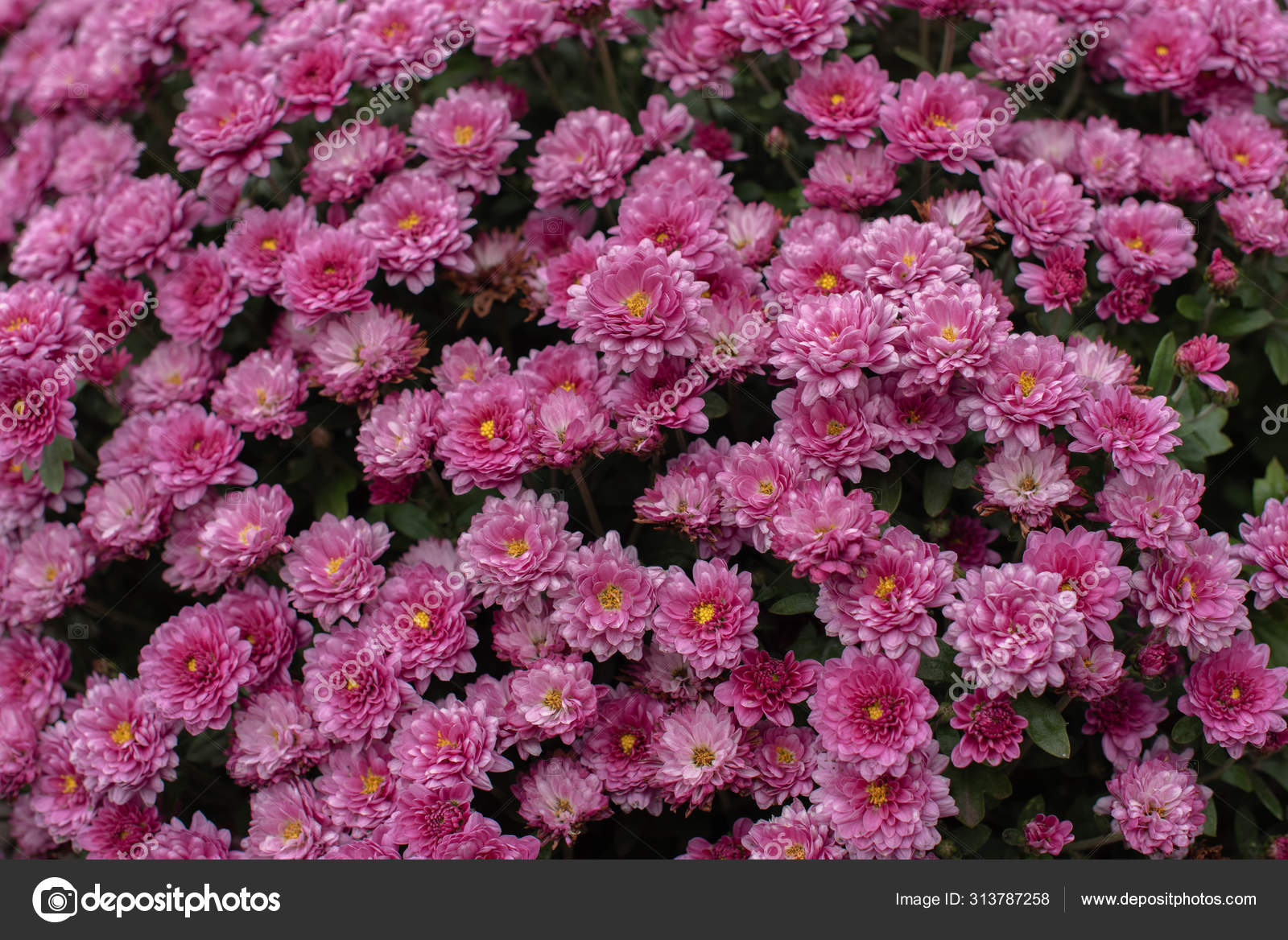 Florists Daisy Chrysanthemum Morifolium In Garden Stock Photo C Kapinosova 313787258