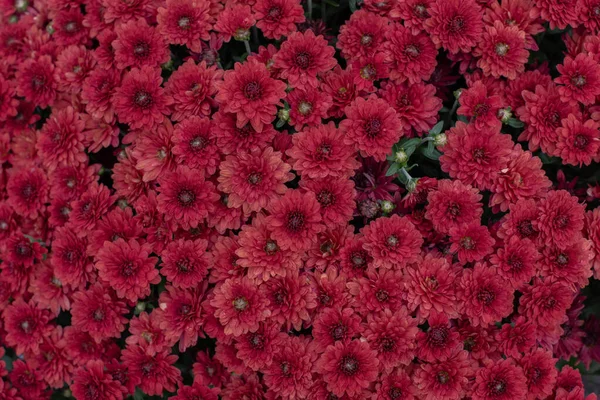 Floristas Daisy Chrysanthemum morifolium no jardim — Fotografia de Stock