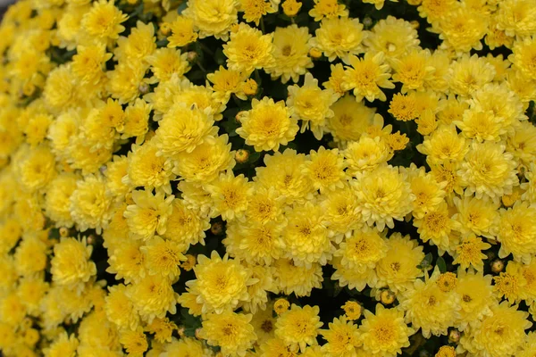 Virágárusok Daisy Chrysanthemum morifolium a kertben — Stock Fotó