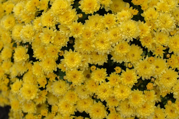 Virágárusok Daisy Chrysanthemum morifolium a kertben — Stock Fotó