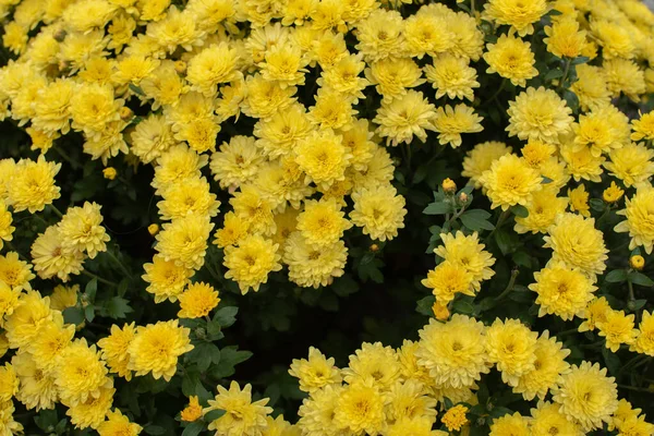 Virágárusok Daisy Chrysanthemum morifolium a kertben — Stock Fotó