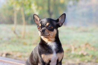 Chihuahua bankta oturuyor. Pretty kahverengi chihuahua köpek ayakta ve kamera bakan.