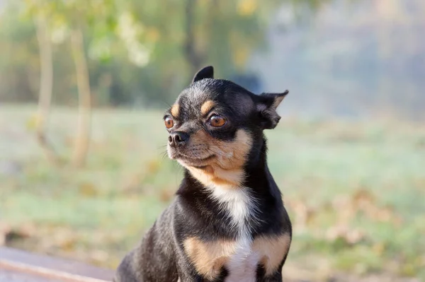 Chihuahua è seduto sulla panchina. Piuttosto marrone cane chihuahua in piedi e di fronte alla fotocamera . — Foto Stock