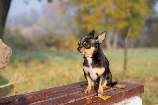 Chihuahua sitzt auf der Bank. Hübscher brauner Chihuahua-Hund steht vor der Kamera. — Stockfoto