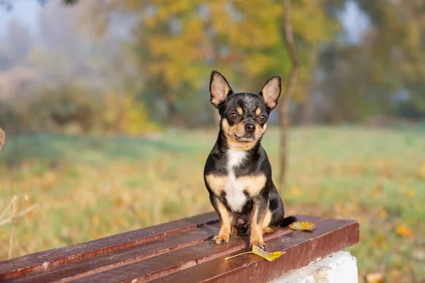 Chihuahua zit op de Bank. Mooie bruine Chihuahua hond staande en geconfronteerd met de camera. — Stockfoto