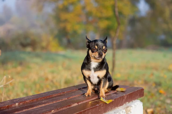 Chihuahua zit op de Bank. Mooie bruine Chihuahua hond staande en geconfronteerd met de camera. — Stockfoto