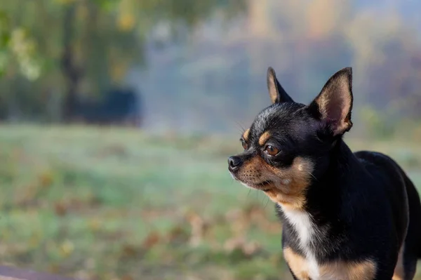 Chihuahua stă pe bancă. Destul de maro chihuahua câine în picioare și cu care se confruntă camera . — Fotografie, imagine de stoc