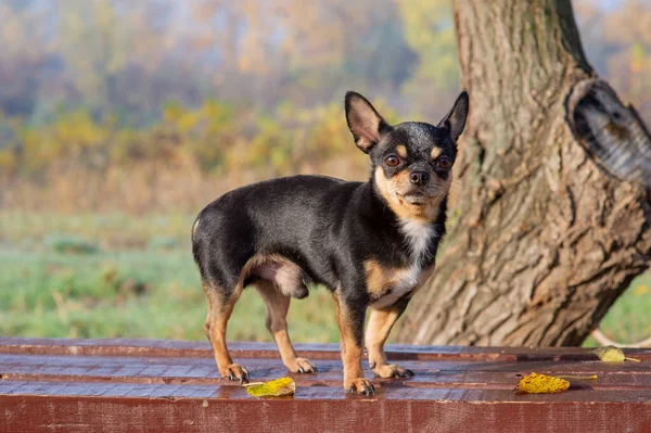 Chihuahua bankta oturuyor. Pretty kahverengi chihuahua köpek ayakta ve kamera bakan. — Stok fotoğraf
