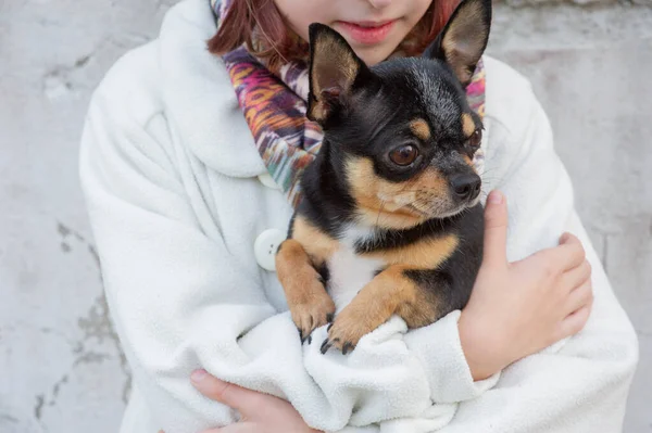 Der kleine Chihuahua sitzt ruhig auf den Armen seiner entzückenden Besitzer, einem hübschen Teenie-Mädchen und Chihuahua — Stockfoto