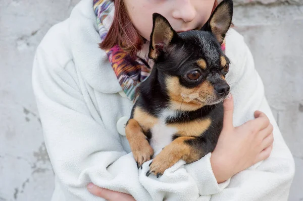 Little Chihuahua sits quietly on the arms of his lovely owners beautiful teen girl and Chihuahua — Stock Photo, Image