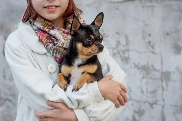 Lilla Chihuahua sitter tyst på armarna på sina vackra ägare vacker tonåring flicka och Chihuahua — Stockfoto